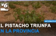 La provincia de Albacete apuesta por el sector del pistacho