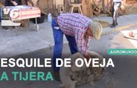 AGROMUNDO | Recolección de almendra guara en Casa de Las Monjas