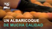 AGROMUNDO | Albaricoque de excelencia en Ontur