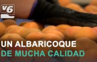 AGROMUNDO | Albaricoque de excelencia en Ontur