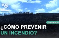 Visitamos una explotación ganadera de raza manchega