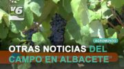 Baja la incidencia del mosquito verde y la polilla de racimo en viñedo