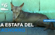 La estafa del cachorro deja víctimas en Albacete