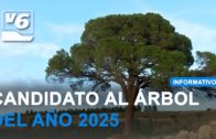 El ‘pino Juan Molinera’ de Abengibre, candidato al ‘Árbol del año 2025’