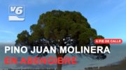 APDC | El pino Juan Molinera aspira a ser el árbol de España 2025