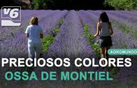 AGROMUNDO #7 | Programa completo