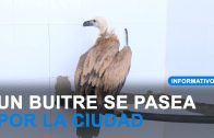 Las aves también buscan refugio climático contra la ola de calor