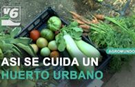Campaña del ajo y actualidad del campo en Agromundo #1
