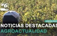 AGROMUNDO | Campaña del ajo en Balazote con altas temperaturas