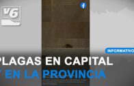 Arranca la renovación de abonos para la Feria taurina de Albacete de forma online