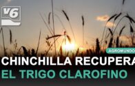 AGROMUNDO | Cernícalos regresan a su ecosistema tras ser recuperados