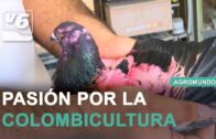 AGROMUNDO | Cernícalos regresan a su ecosistema tras ser recuperados