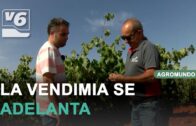AGROMUNDO | Actualidad del sector esta semana #13 agosto